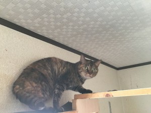 たま20171023
