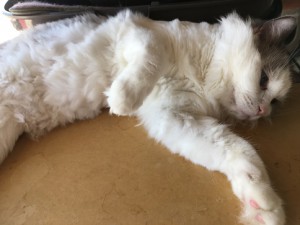 こたろう君　20171013