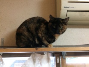 20171116マル