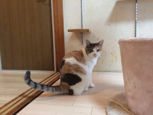 20171127ララ