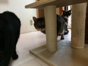 ちゃちゃ20171220