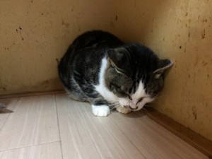 クロ　20171115