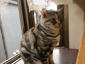さくら1130