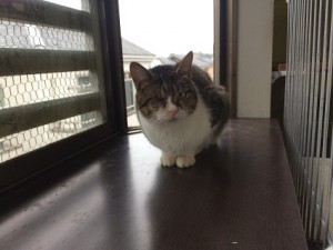 ミーコ20171115