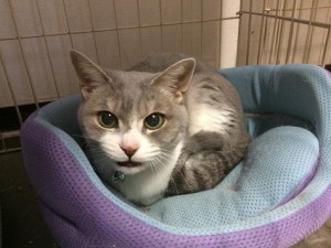 ミュー1130