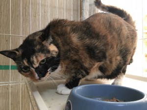 ラナ20171226