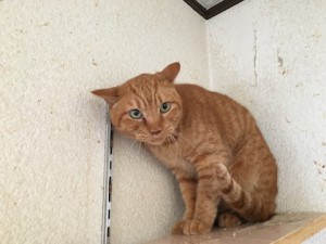 20180110トラ