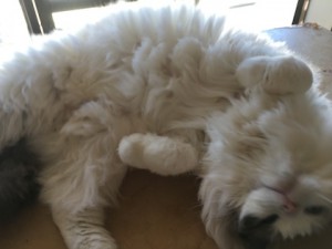 20180111こたろう君