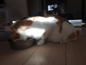 ミー20180117
