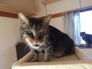 とと　20170117