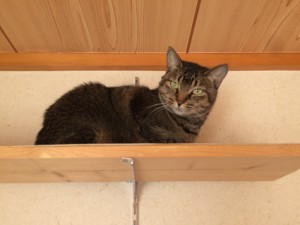 ちこり　20180117