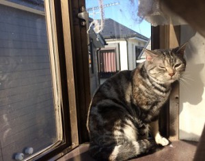 さくら20180112