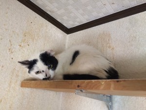 にゃん20180110