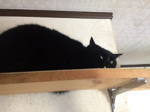 ハル　20180110