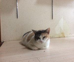 ララ20180117