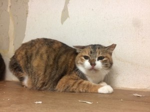 20180120三毛