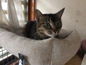 20180317チコリ