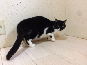 クロ20180326