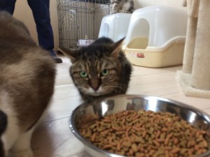20180314チャチャ