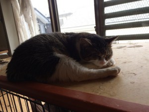 20180317ミー子