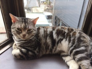 さくら20180315