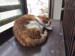ぶー20180315