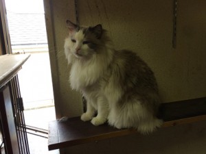 こたろう20180309