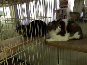 ちび20180301