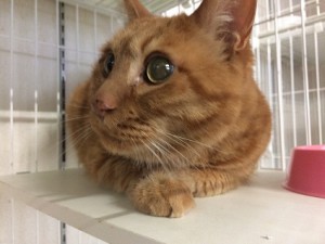 きなこ20180326