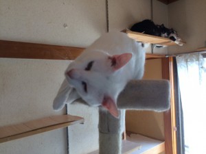ふーた20180327