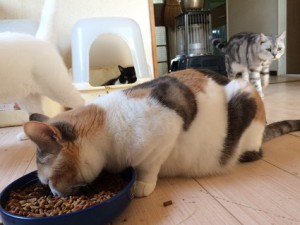 ララ20180327