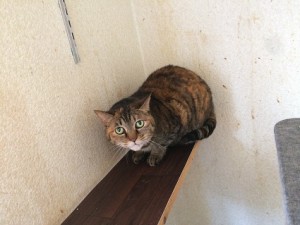 たま20180328