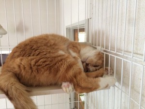 チャコ20180328