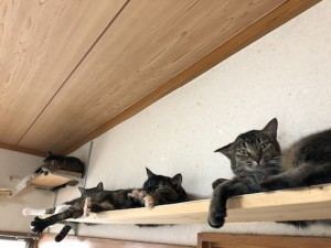 20180411