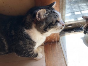 20180411クロ