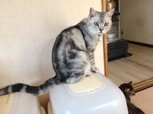 ちび太20180411