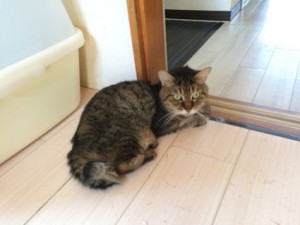チャチャ20180403