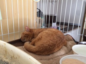 デルタ20180410