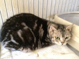 マンボ20180409
