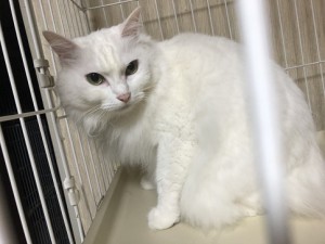20180502モモ