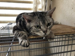 マーチン20180606
