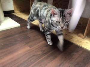 20180513さくら