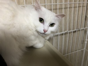 20180607モモ
