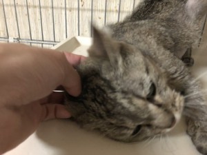20180515ミク
