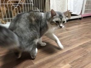 武藤20180612