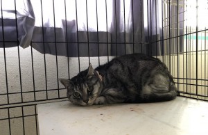 20180611ハナ