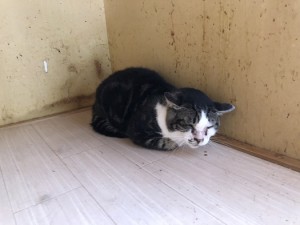20180810