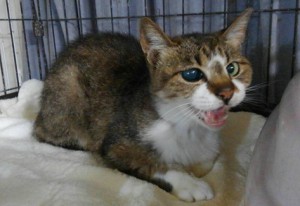 福岡　チビ