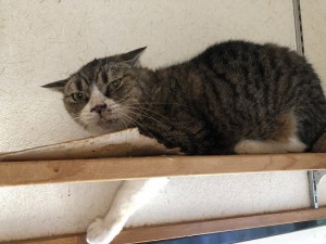 大津市　小次郎　