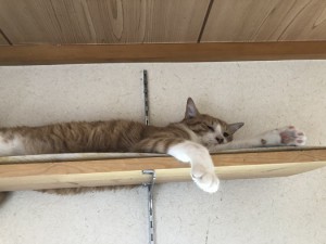 横浜市　チョコ